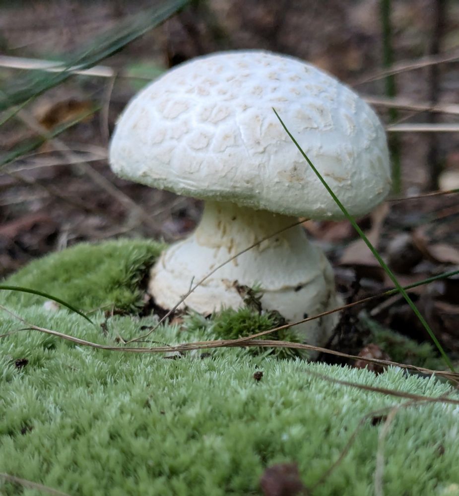 A little white mushroom with a crackle pattern cap growing from soft green moss.