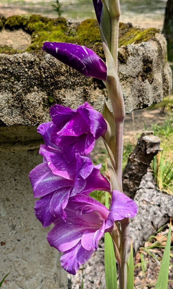 Purple white speckled gladiolas in profile with the beautiful moss covered ruin of a cement bird bath in the background. 