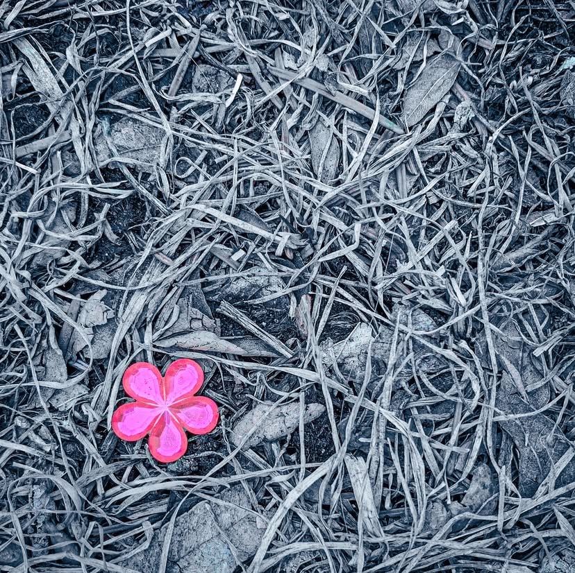 5 petaled pink plastic gem flower on black and white filtered dead grass