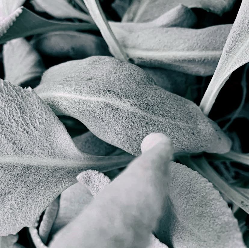 Cropped closeup of leaves of a plant with slightly fuzzy backsides