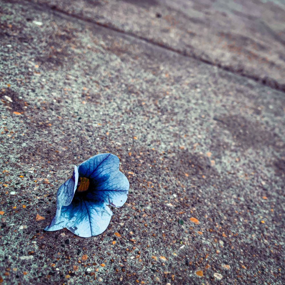 single 5 petaled flower edited in blue, on a concrete sidewalk
