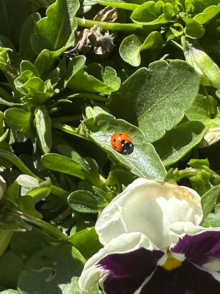 A ladybug resting on a leaf next to a white and purple orchid