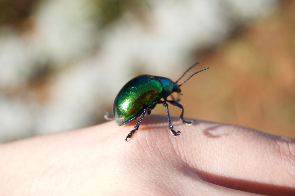 A metallic green beetle resting on the metacarpal head of probably an index finger