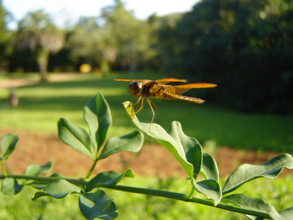 Yellow dragon fly resting on a leaf
