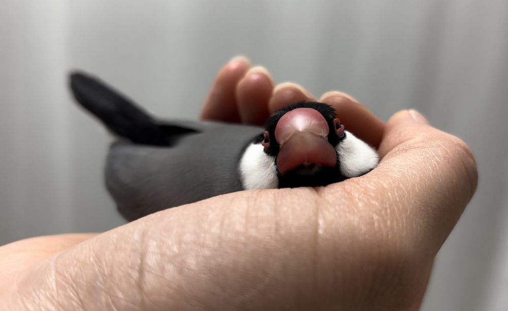 手の中に収まっている文鳥
親指の付け根あたりをあご置きにしている