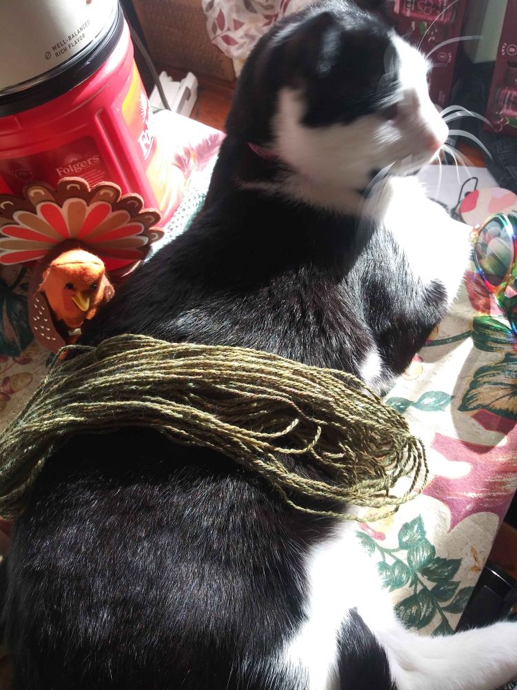 The olive yarn is now in a loose skein, draped over top a black and white cat who is sunning himself on the kitchen table, his face is blurry from moving it around. His name is Kuma