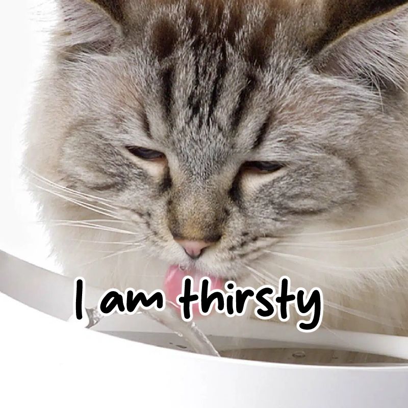 NON VERBAL COMMUNICATION CARDS - an image of a cat with the caption "i am thirsty"