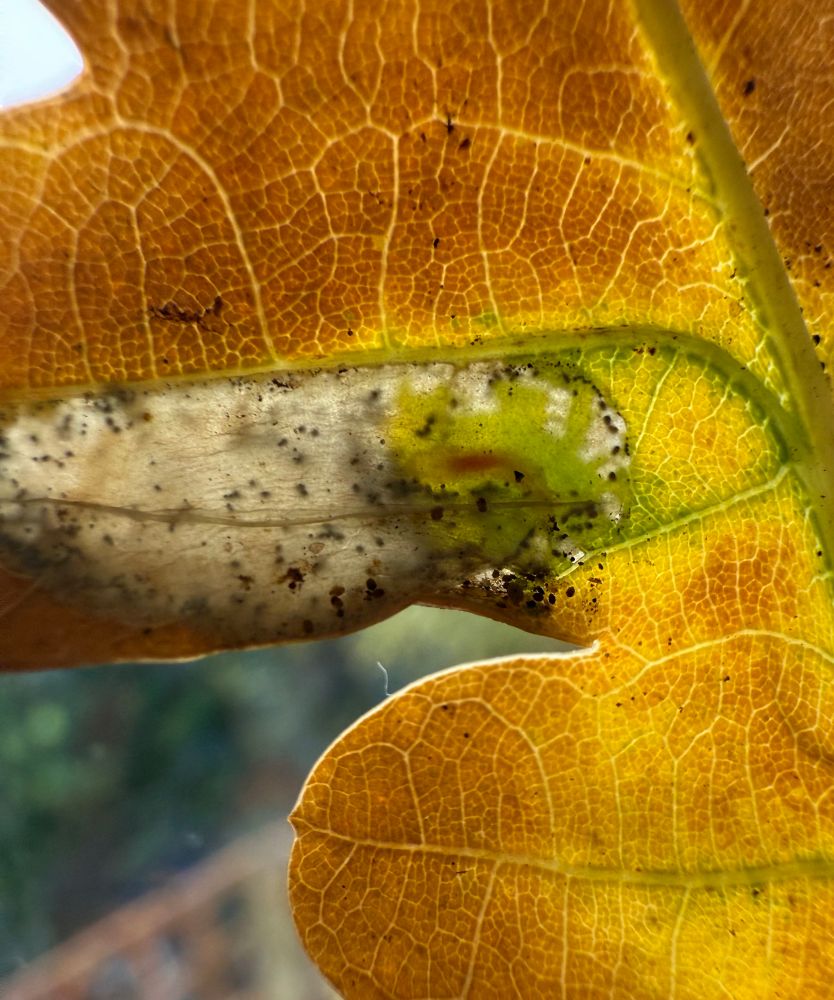 Phyllonorycter quercifoliella?