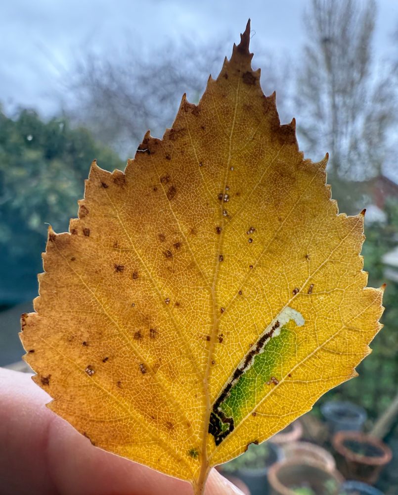 Stigmella lutella (from my garden Birch, or possibly my neighbour’s, but I’m adding it to the garden list anyway)