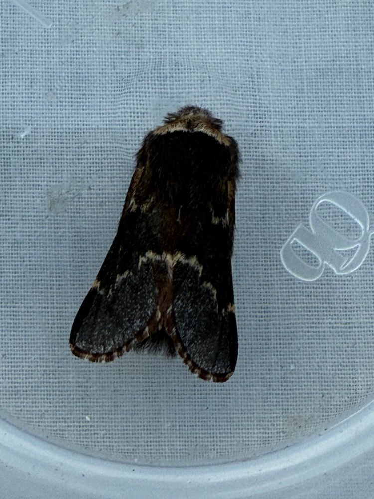 December Moth, NFY