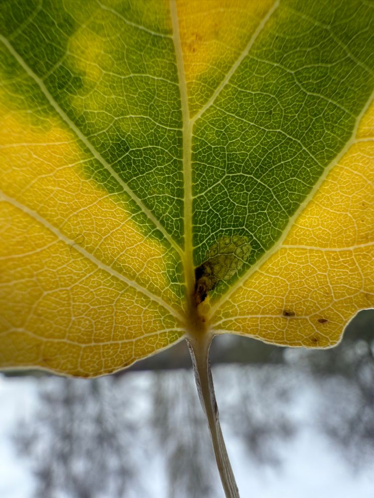 A second Aspen leaf with an early stage mine of Ectoedemia argyropeza 