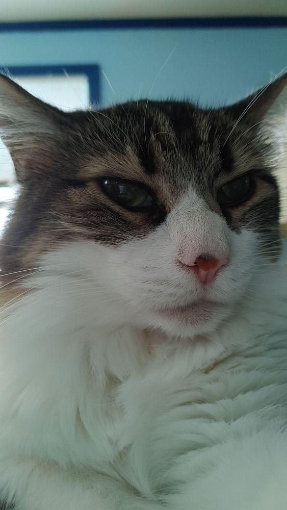 Long haired tabby giving a closeup side-eye to the camera
