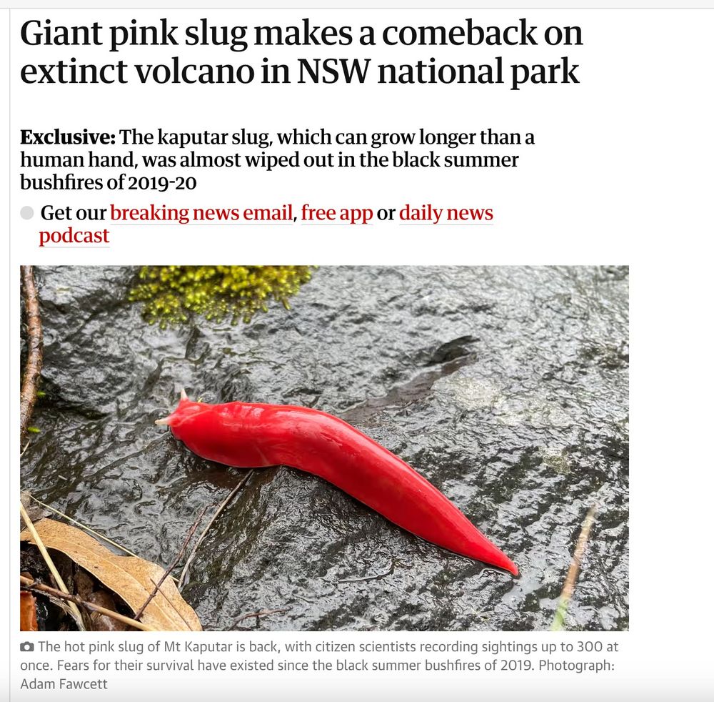 hot pink slug of mt kaputar