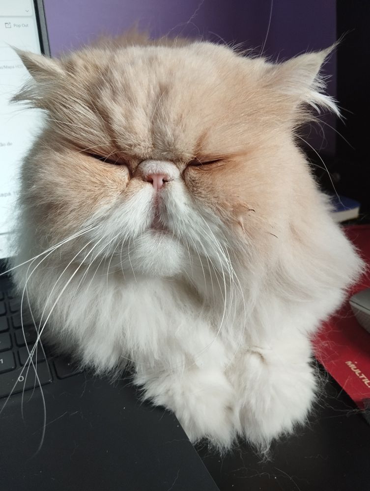 gata persa cor creme deitada em cima do notebook 