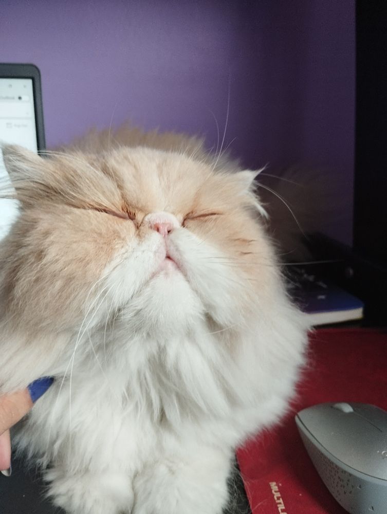 gata persa cor creme deitada em cima do notebook 