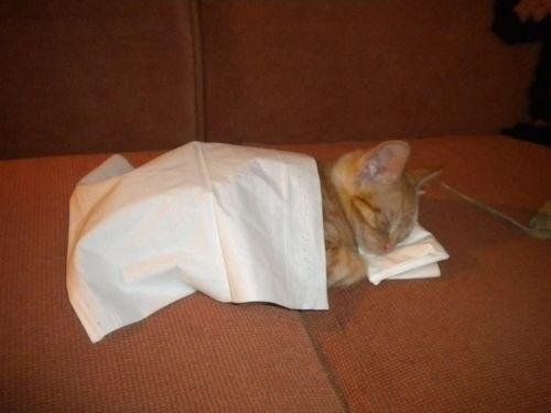 kitten sleeping under a paper towel like it's in bed