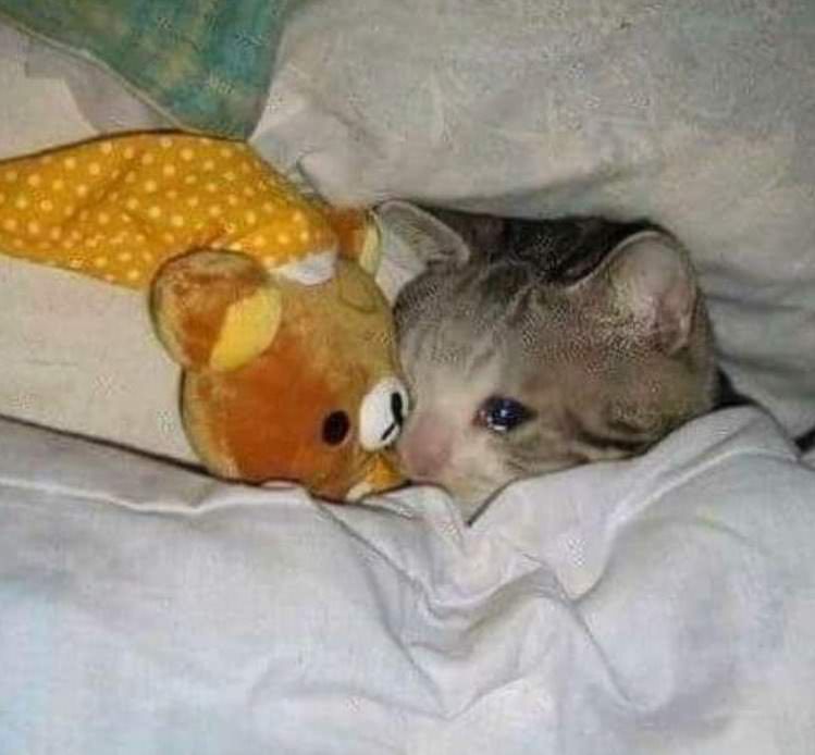 Meme image of a sadcat tucked in bed, teary, hugging a plushie.