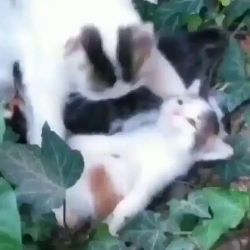 a black and white cat is laying in a tree .