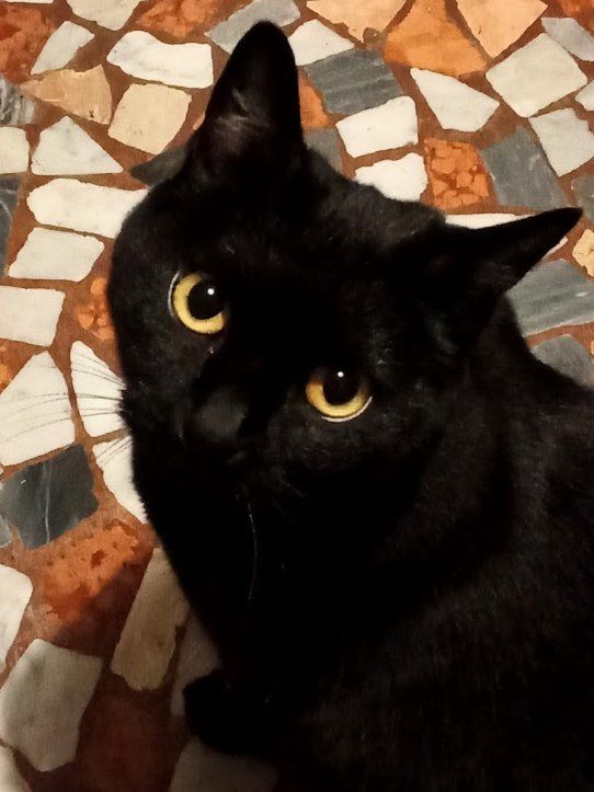 Nella foto si vede la mia gatta nera che fissa lo sguardo verso la telecamera. 