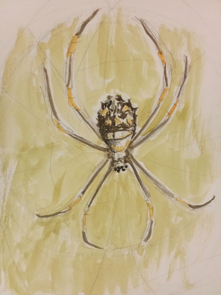 Pittura in acquerello che rappresenta una femmina di Argiope. 