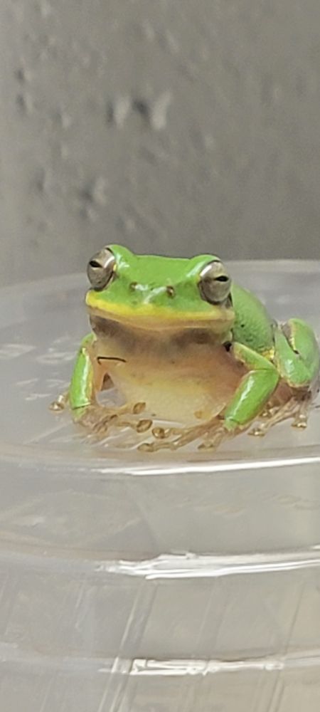 Polite frog posing for photo