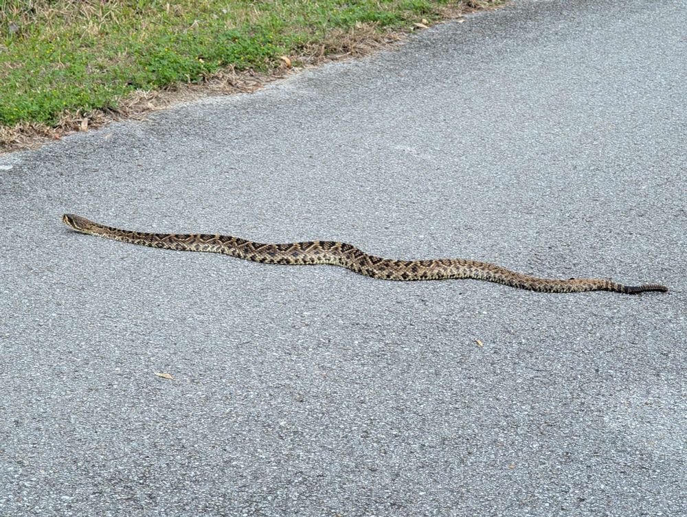 Danger Noodle crossing the path