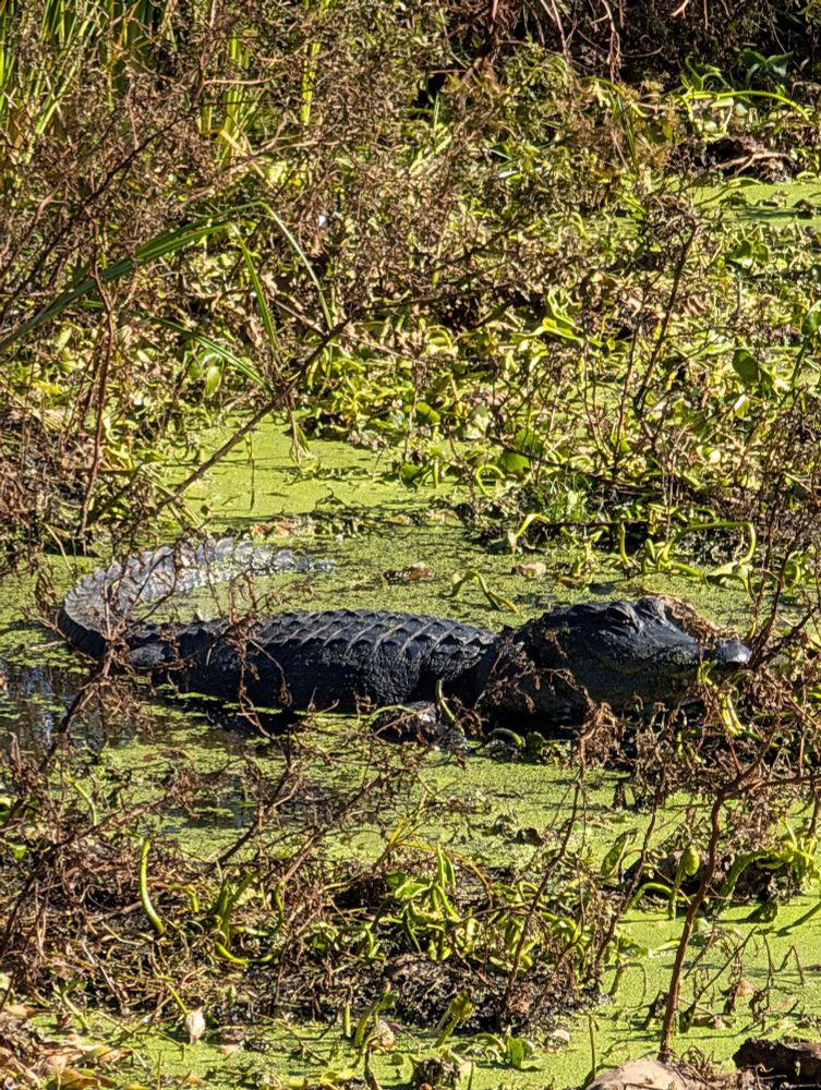 Alligator sunning in a swamp