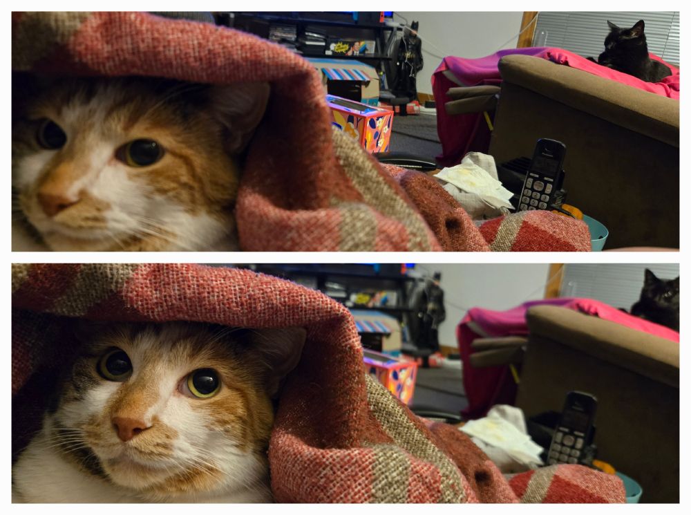 Collage of two photos showing nearly identical images with a close up of a calico cat's face peeking out from under a blanket in the left foreground and a black cat in the background right side sitting in the blanketed lap of a human. In the top photo the calico cat is looking forward, and the black cat has her eyes closed and her head slightly down. In the bottom photo, the calico's eyes have widened and she looks as though she's heard a noise behind her, but the blanket on her head blocks her view. The black cat's eyes have opened, and she's looking towards the calico who is invisible under the blanket.