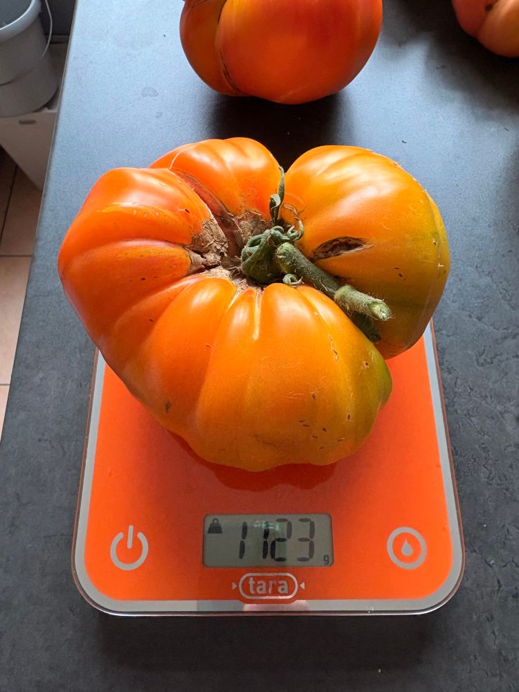 Tomate 1kg