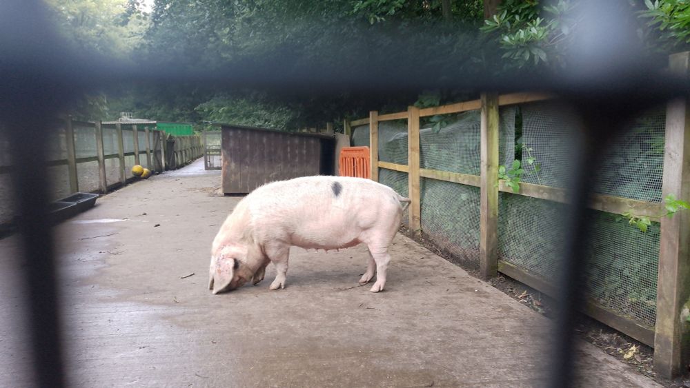 A large pig in a clean pen