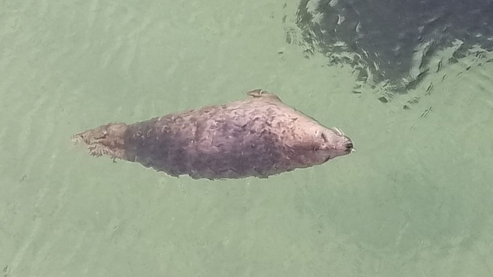 A grey seal sleeps in green water with its head poking out