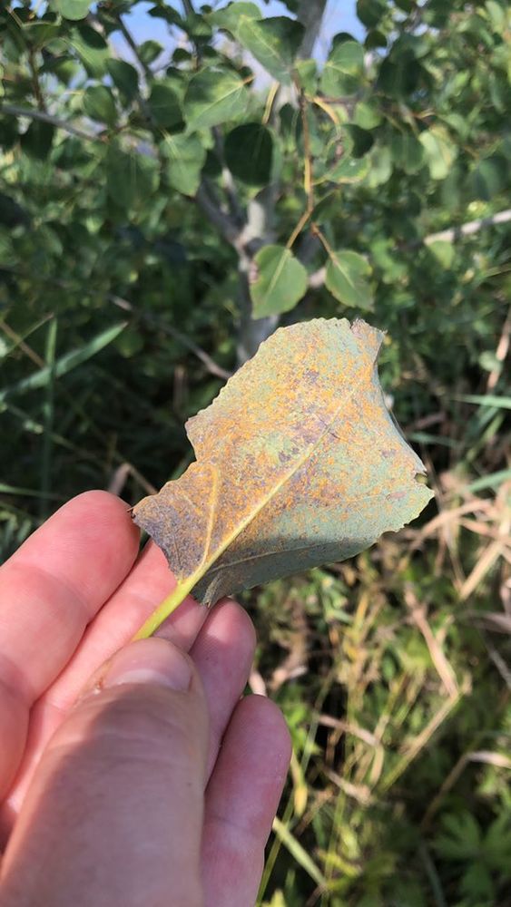 A leaf of Populus tremuloides infected by Melampsora medusae f. sp. tremuloidae. Photo credit: Philippe Tanguay, Canadian Forest Service.