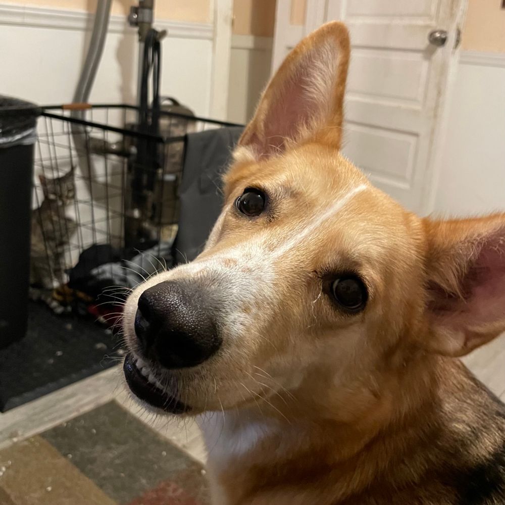 Rowan, a dog, German shepherd and husky, but also maybe some kinda corgi, gives the camera a smile in the foreground while a cat, Coco, just a cat, anyone who names cat breeds cares way more than cats do, so they don’t even understand what it means to be a cat person, sits behind bars. The bars are a wire frame laundry basket with the interior liner removed, but clothes are still within it. The sides of the basket appear obstructed by a garbage can and a vacuum cleaner.

The focus of the camera rests on Rowan, slightly blurring the other elements of the photo softly. I love this picture. The stars must have aligned tonight.