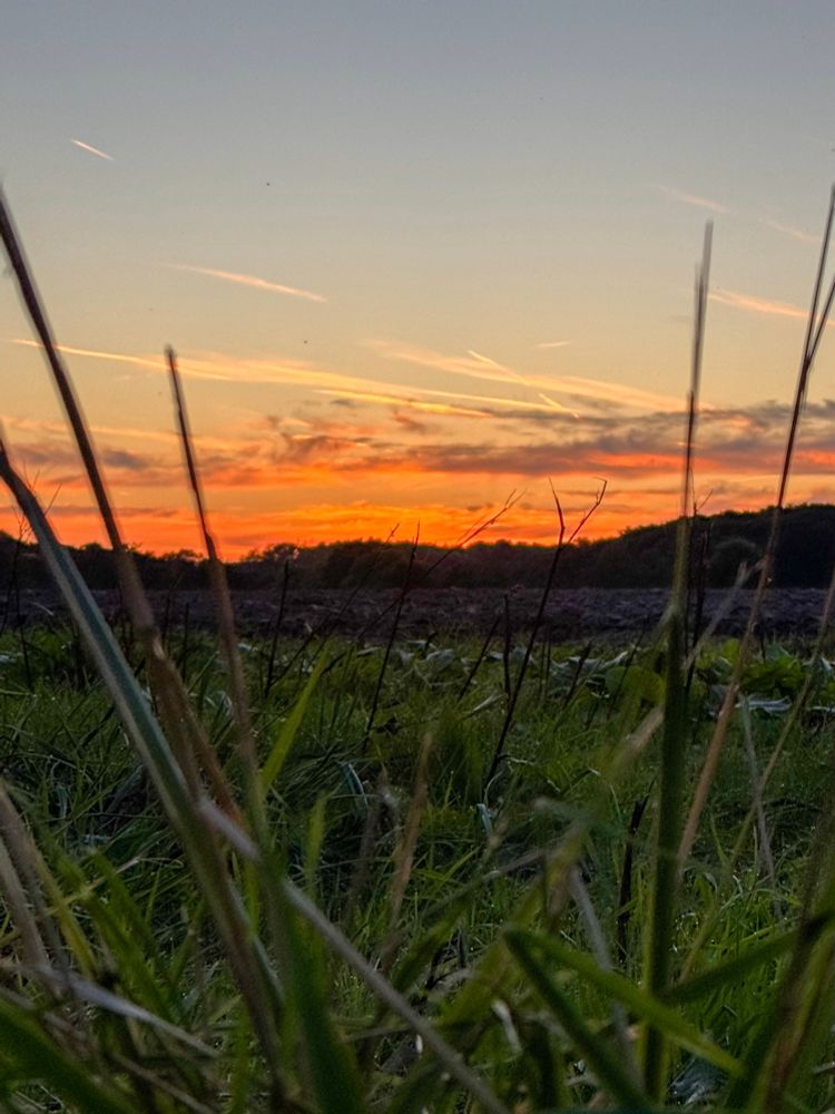 Gräser, Wiese und Feld mit Sonnenuntergang 