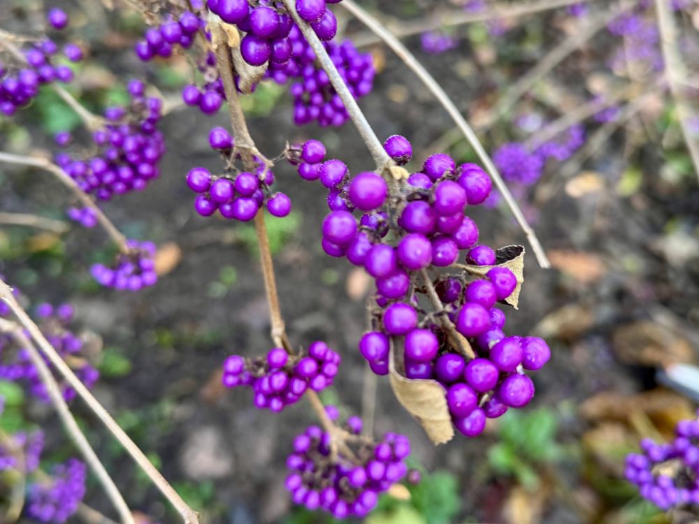 Callicarpa-Beeren in knalligem Lila