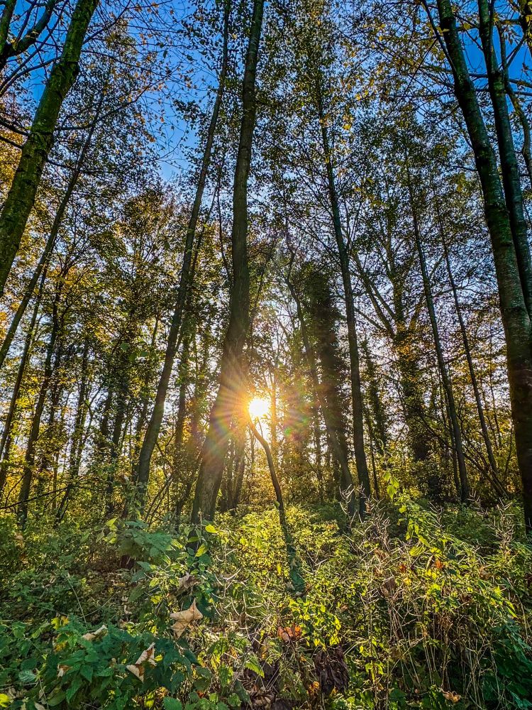 Bäume, blauer Himmel und Sonne