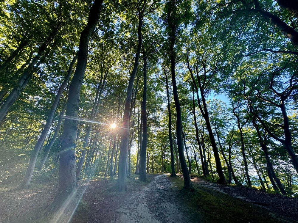 Die Sonne bricht durch Bäume im Wald