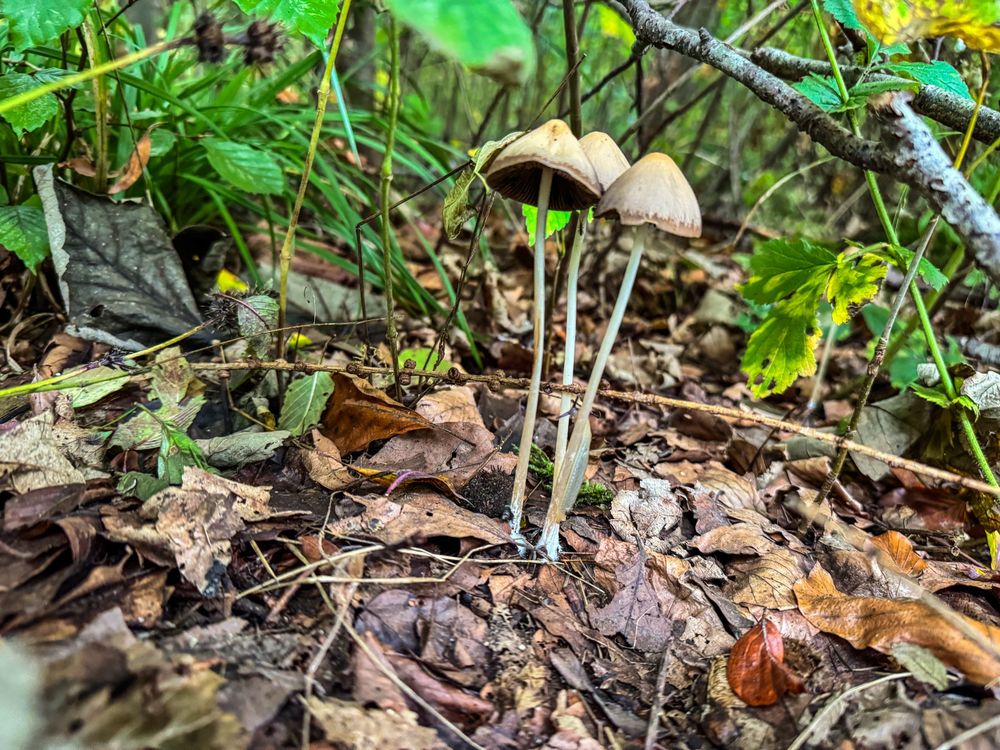 Kleine Pilze im Unterholz