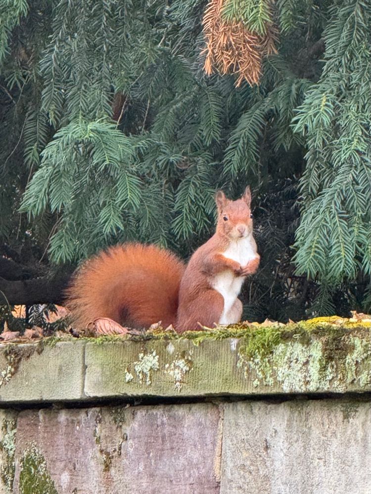 Eichhörnchen, auf den Hinterpfoten sitzend, die Vorderpfoten vor der Brust