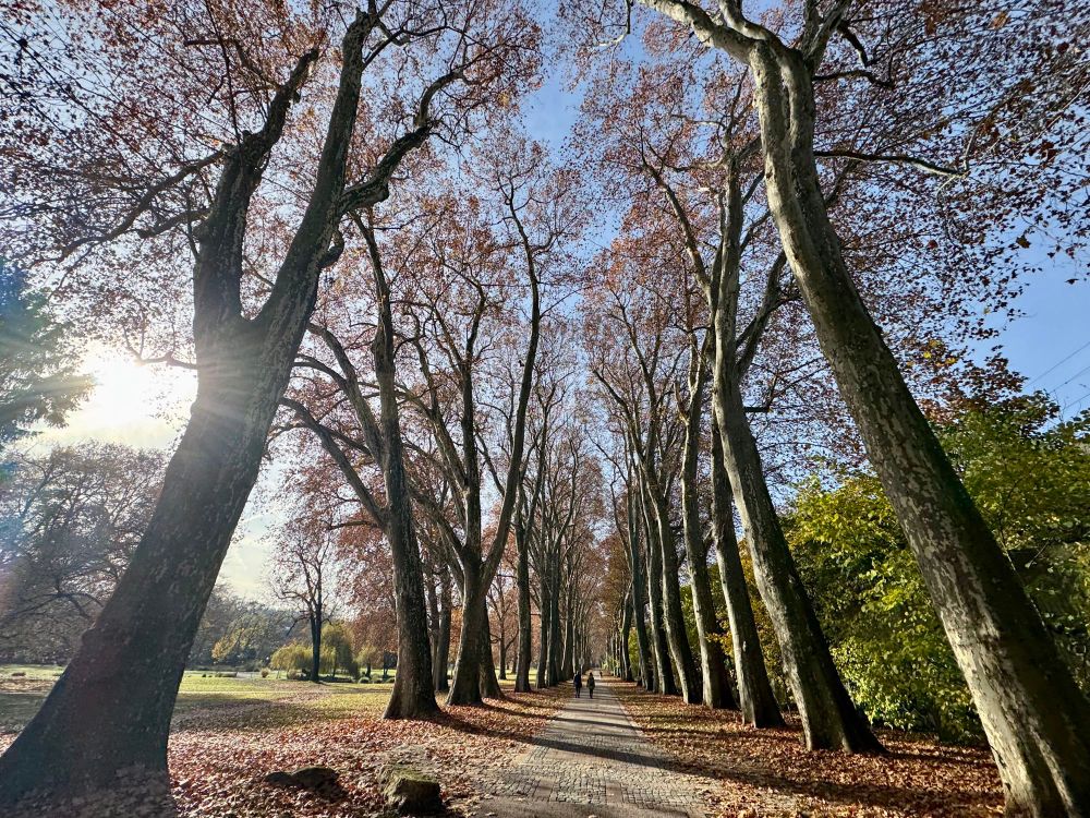 Allee aus Herbstbäumen, links bricht die Sonne durch 