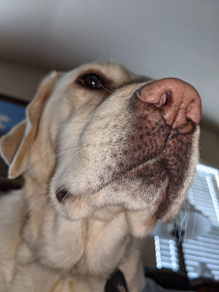 Silly picture of my dog