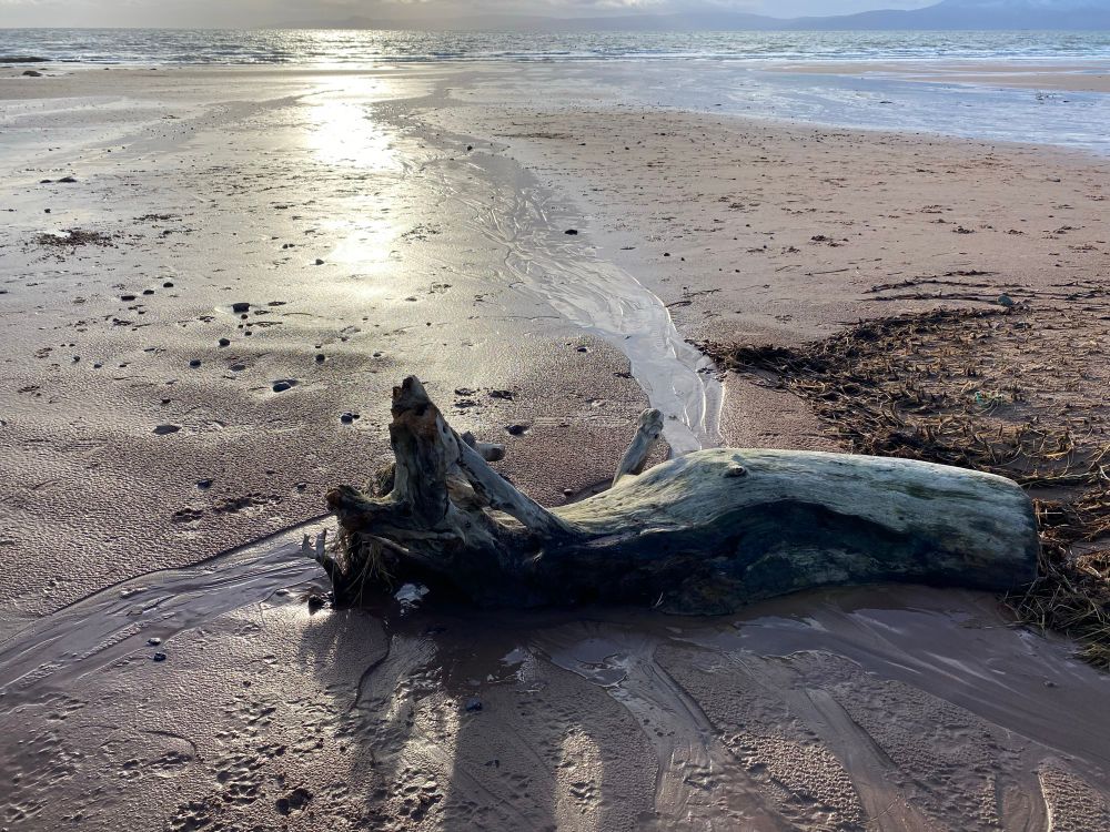 Large driftwood on sand with receding tide forming rivers around