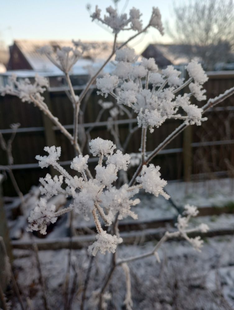 Frozen fennel seeds head 