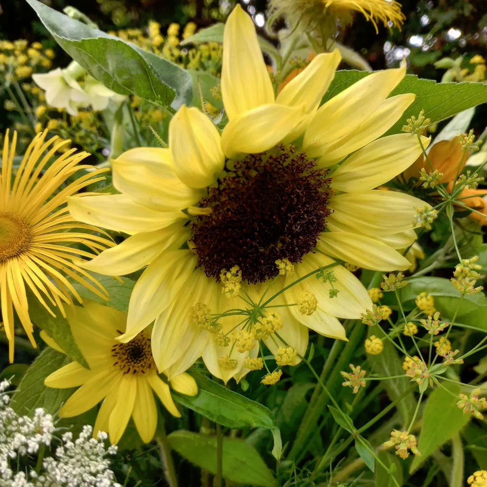 Sunflower 'Valentine' in a floral arrangement with Helianthus 'Lemon Queen', Inula hookeri, Nicotiana 'Starlight Dancer' and Bupleurum falcatum.