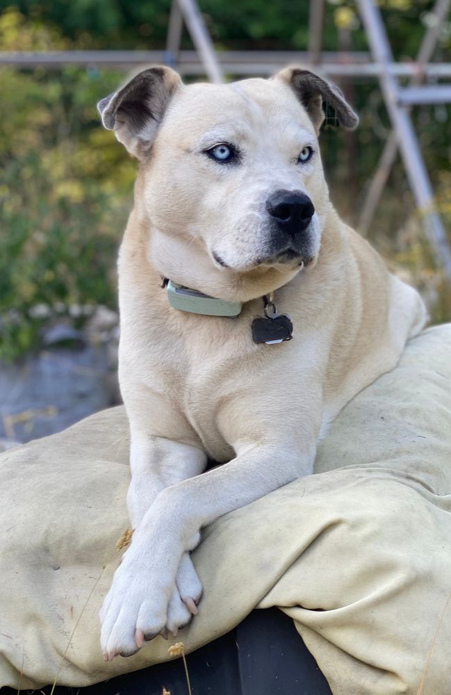 Abby the dog, blonde of hair and blue of eyes, lounging on her belly with her paws crossed