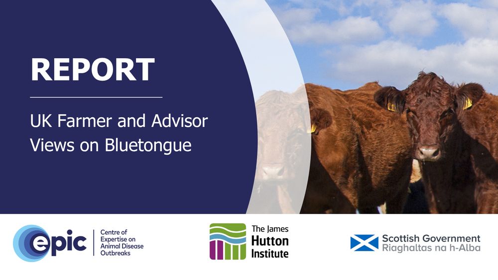 Text reads, Report.

Right side of image includes cows.