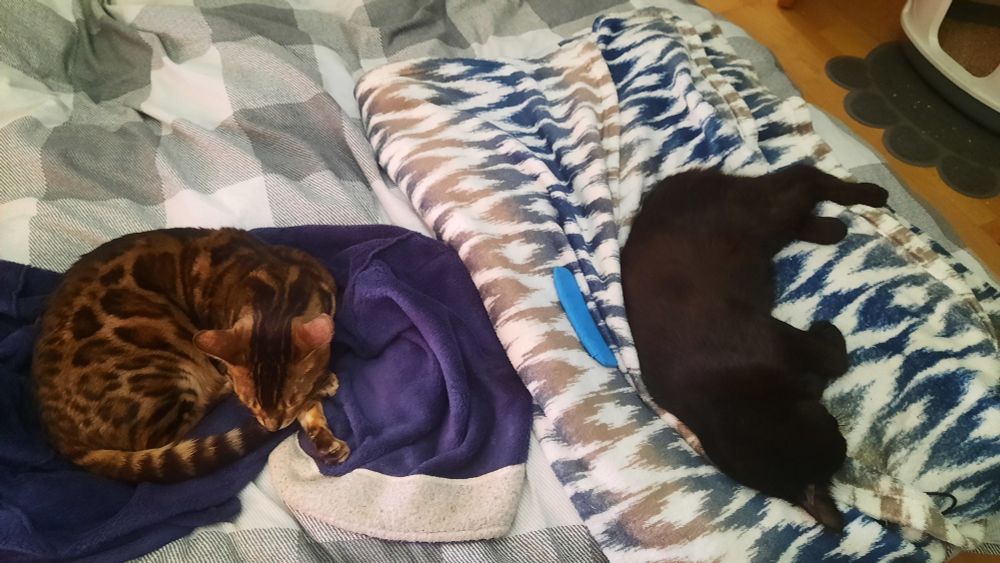 A brown spotted bengal cat and a black cat asleep on a bed. The black cat on the right is lying on a white blanket with blue and grey waves. The brown cat is lying on a purple dressing gown. The bed underneath is covered with a plaid duvet with various grey squares 