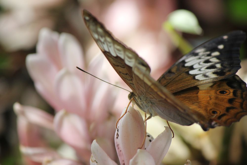 budderfly on a flowa