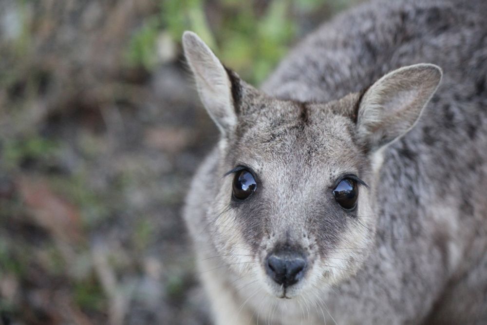 wallaby staring dead into the camera demanding some subway surfers or candy crush or at least a funny tiktok PLEASE