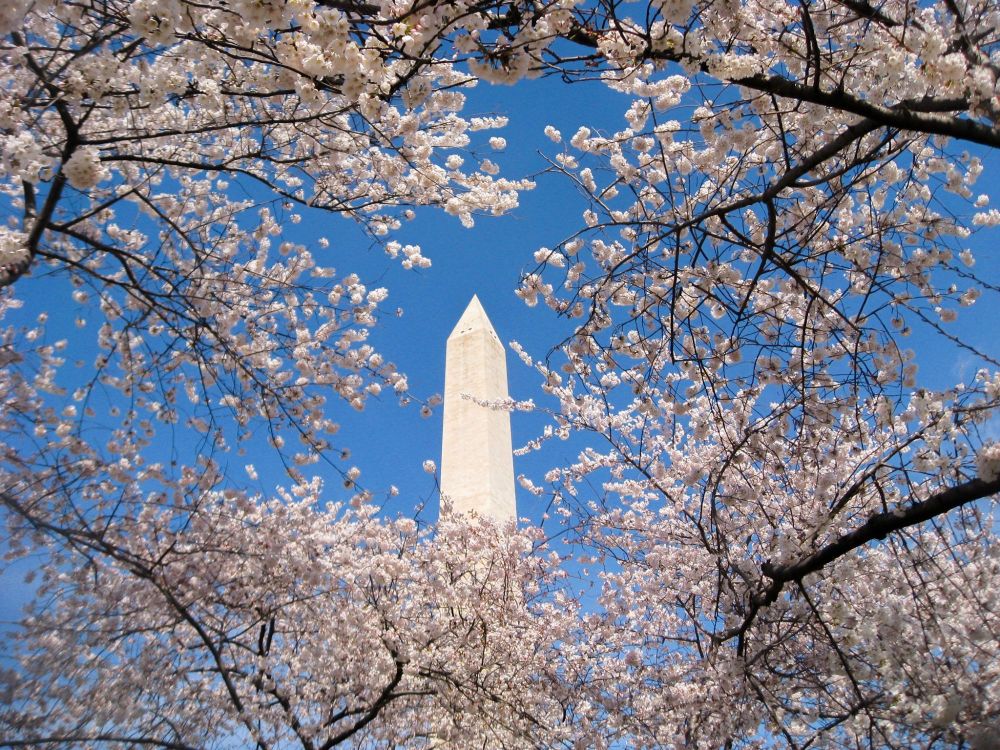 Washington Monument framed by cherry blossoms. Photo by Dana Jung.